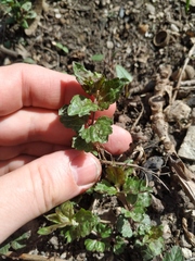 Veronica peduncularis