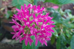 Pentas