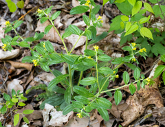 Lithospermum tuberosum