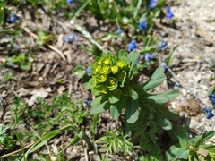 Euphorbia condylocarpa