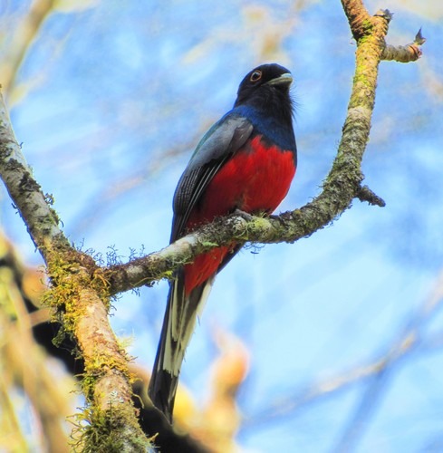 Trogon surrucura