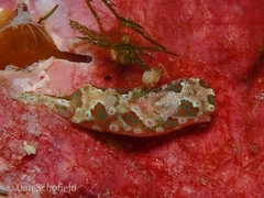 Cephalaspidea