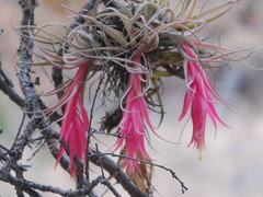 Tillandsia erubescens