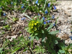 Euphorbia condylocarpa