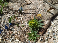 Euphorbia condylocarpa