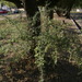Schinus longifolia longifolia - Photo (c) Eduardo Alfredo, algunos derechos reservados (CC BY-NC), subido por Eduardo Alfredo