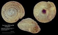 Punctidae