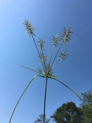 Cyperus refractus
