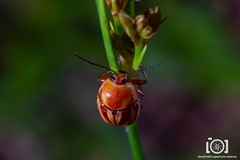 Cryptocephalus obsoletus