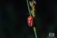 Cryptocephalus obsoletus