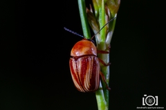 Cryptocephalus obsoletus