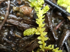Selaginella eclipes