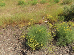 Lomatium klickitatense