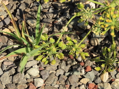 Lomatium klickitatense