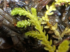 Selaginella eclipes