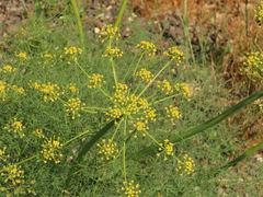 Lomatium klickitatense
