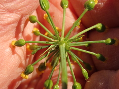 Lomatium klickitatense