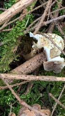 Marasmiellus pluvius