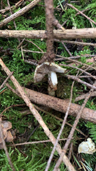 Marasmiellus pluvius