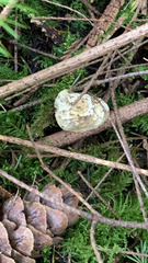 Marasmiellus pluvius