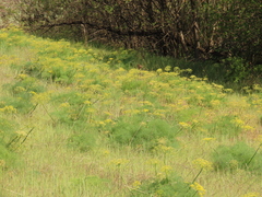 Lomatium klickitatense