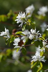 Amelanchier cusickii