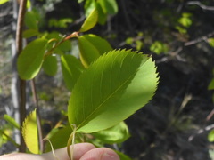 Amelanchier cusickii