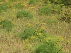 Lomatium klickitatense