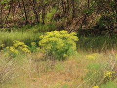 Lomatium klickitatense