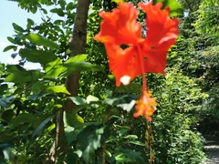 Hibiscus