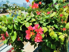 Bougainvillea