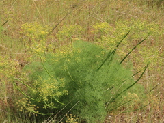 Lomatium klickitatense