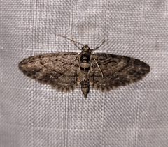 Eupithecia columbiata