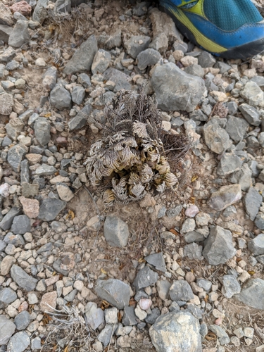 resurrection plant