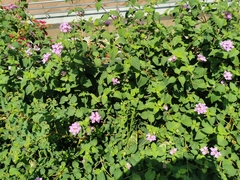 Lantana montevidensis