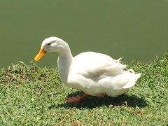 Anas platyrhynchos domesticus