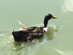 Anas platyrhynchos domesticus