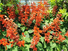 Salvia splendens