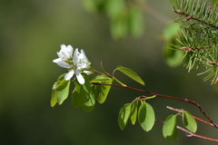 Amelanchier cusickii