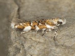 Stagmatophora iridella