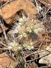 Phacelia corymbosa