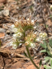 Phacelia corymbosa