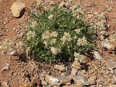 Phacelia corymbosa
