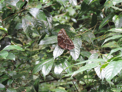 Morpho helenor narcissus