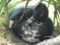 Cairina moschata domestica