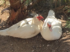 Cairina moschata domestica