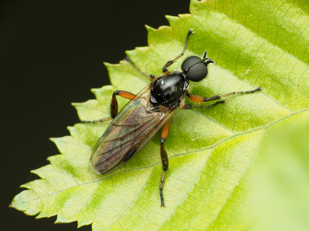 Bibio articulatus