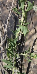 Epixiphium wislizeni