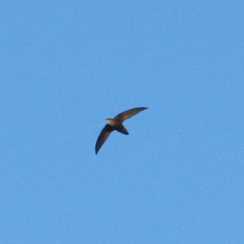 Chaetura meridionalis