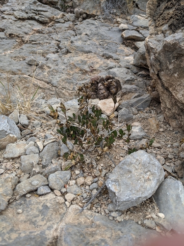 plateau rocktrumpet